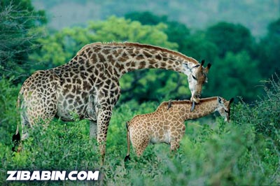 giraffeandbaby