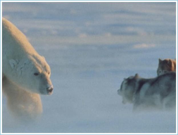 polarbeardog1