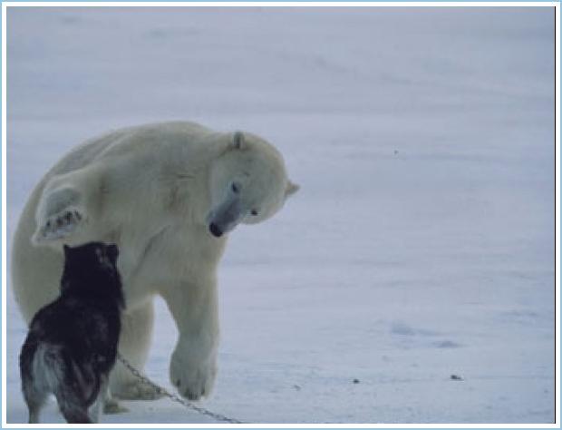 polarbeardog2