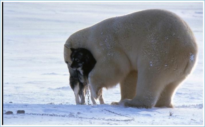 polarbeardog5