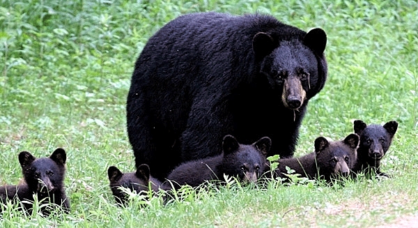 bearfamilyadults