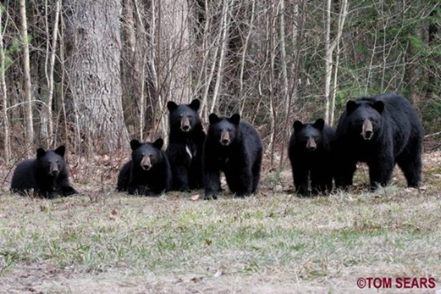 bearfamilybabies