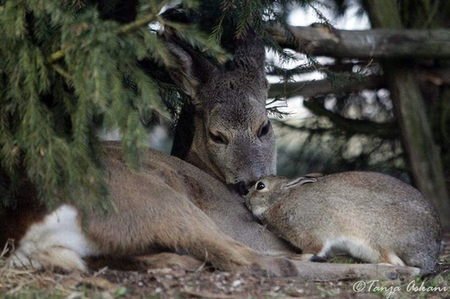 deerbunny