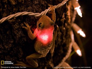 cuban-tree-frog-081709-sw
