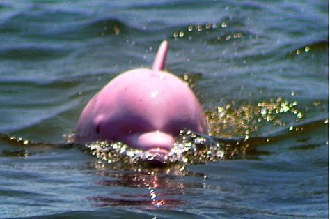 image0045