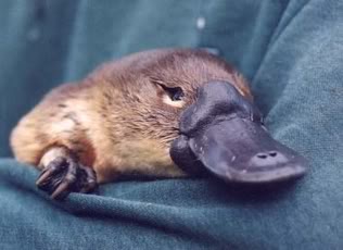 1platypus