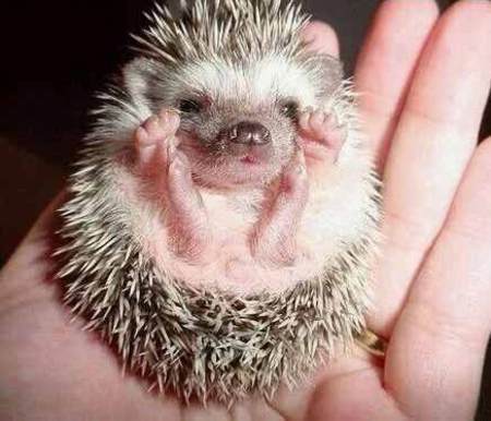 babyhedgehog_1-4235-1-_tplq