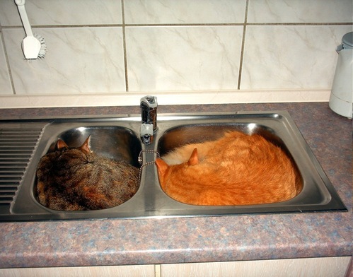 catsinsinks