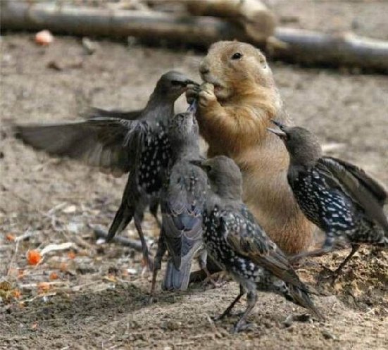 squirrelbirds