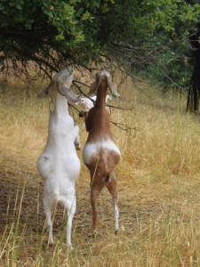 2goats-tree_4250