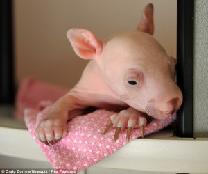 baby-wombat-2