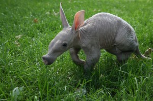 baby_aardvark