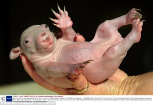 baby_wombat