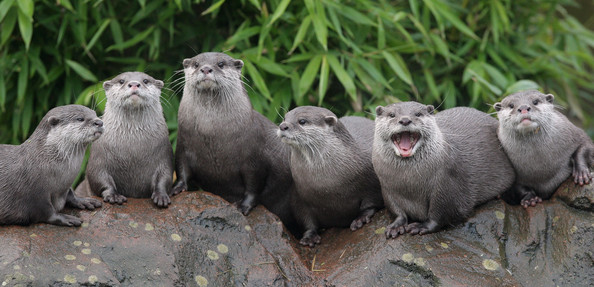 !!1aa otters3