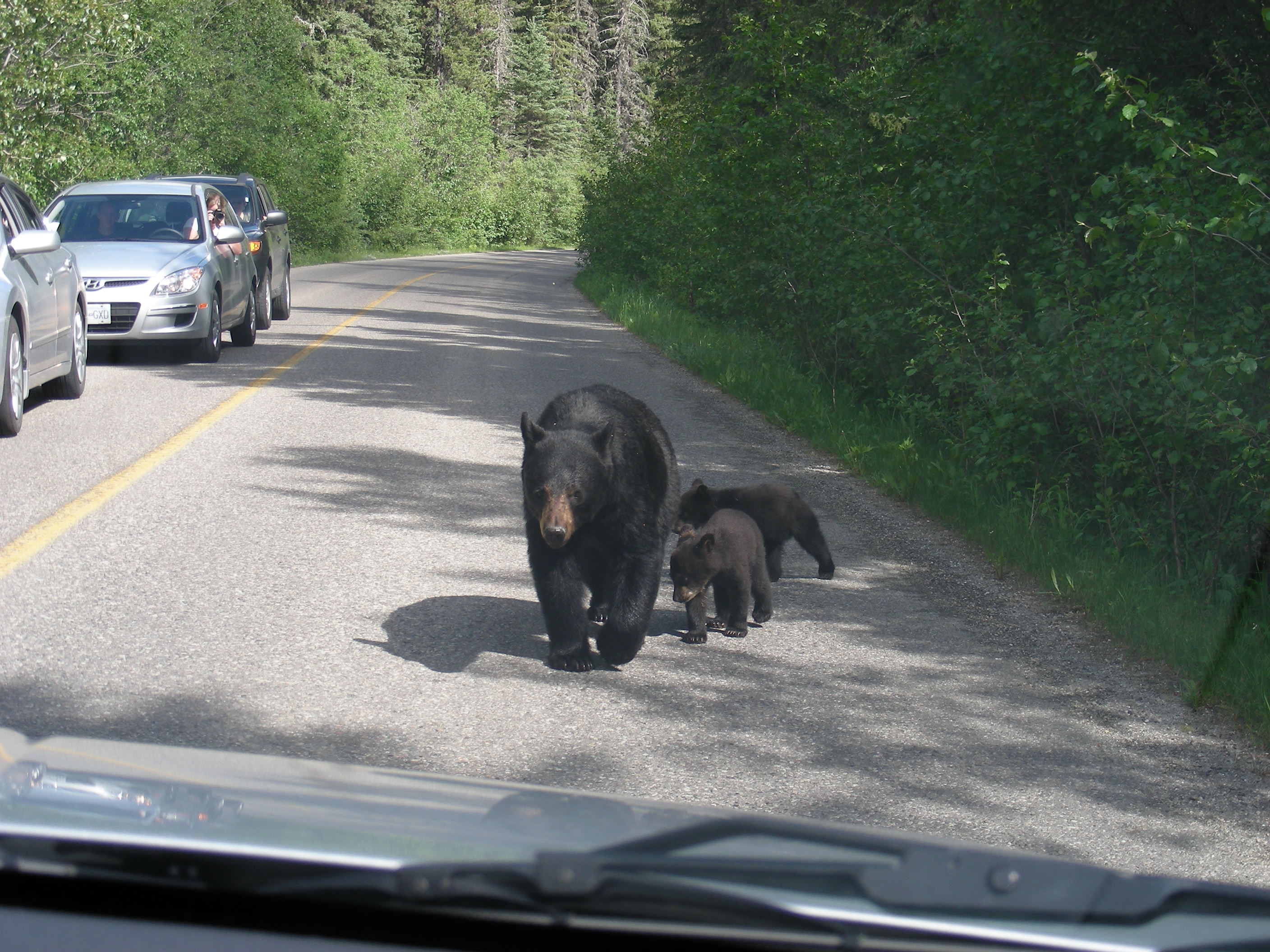 DSCN2230 - Three Bears