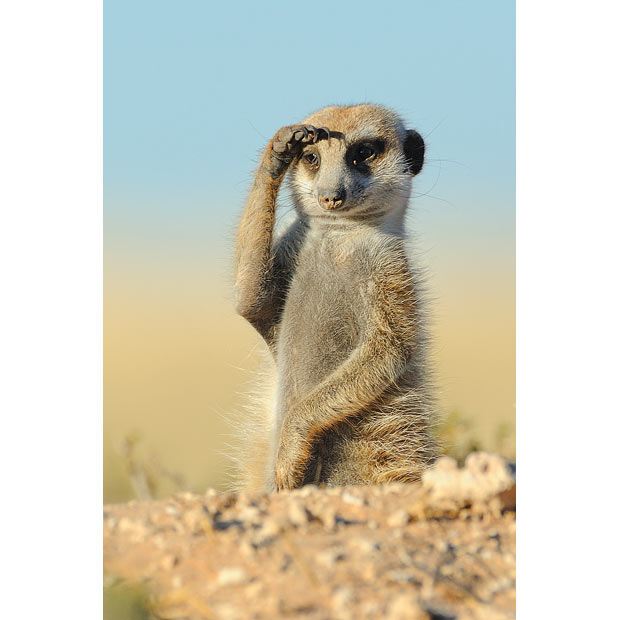 meerkat_1616897i