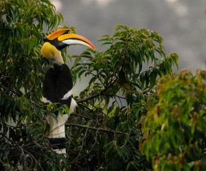 Great-Hornbill