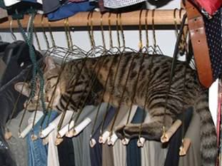 cat-in-hangers