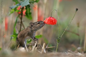 flower-scent-loving-mouse