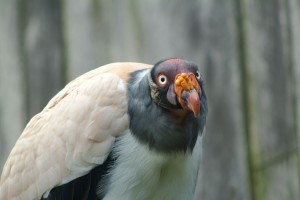 king_vulture