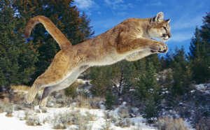 Mountain Lion