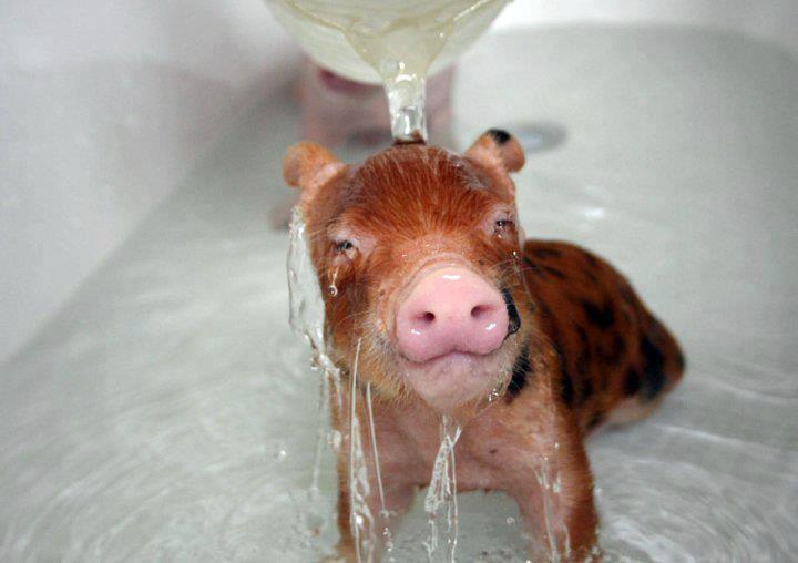 Piggy in the shower