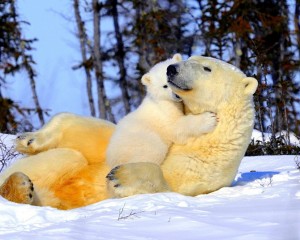 Animals_Have_Feelings_Part_3_1