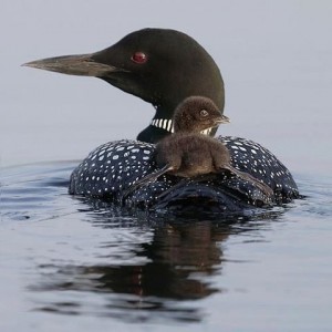boids_300