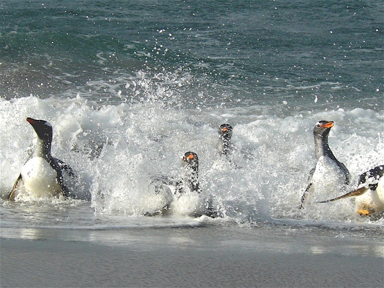 happy_penguins