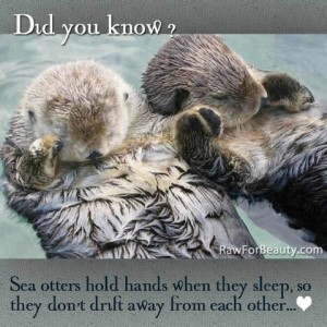 otter_hold_hands_300