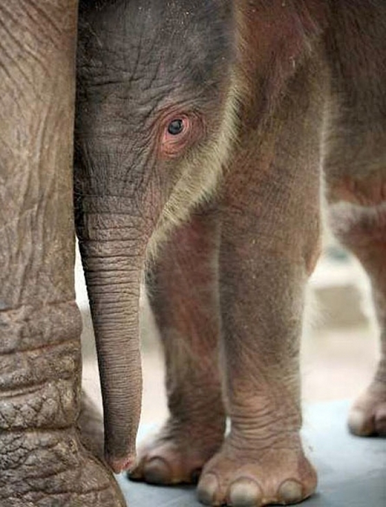 baby_elephant