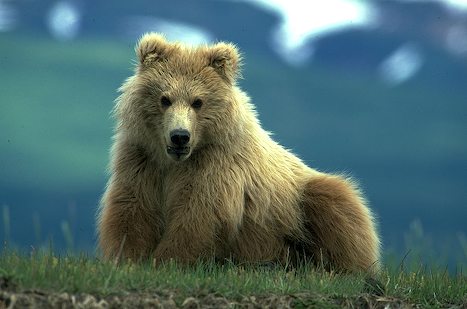 Bear Cub in Katmai