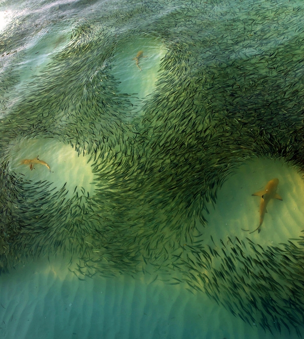 fish-avoiding-sharks-meeru-island