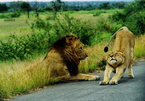 two_lions