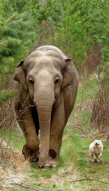 elephant_and_dog