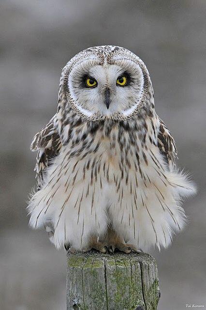 owl_large