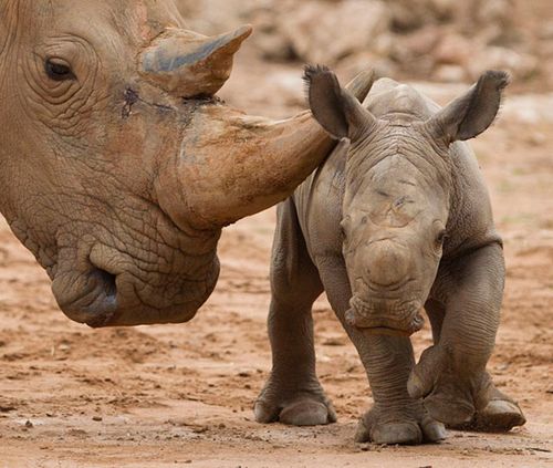 baby rhinoceros and mom