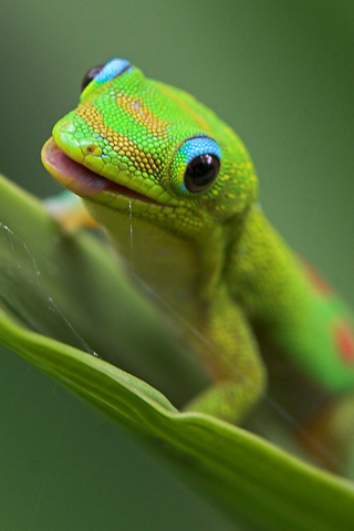gold-dust-day-gecko