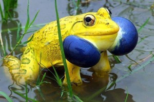 LInks yellow frog