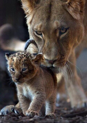 lioness_and_cub_300