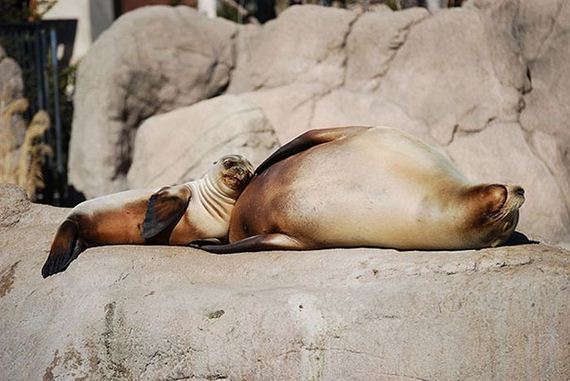 links sleeping seals