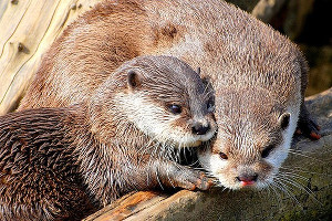 otters_300