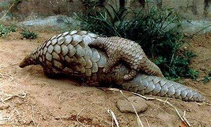 pangolin_300