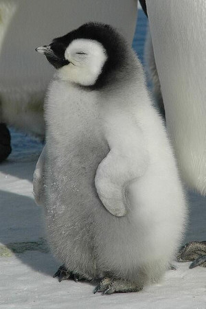 penguin_300