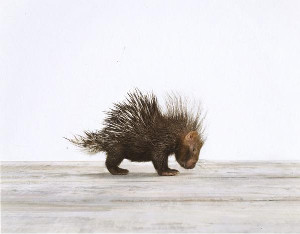 porcupine_300