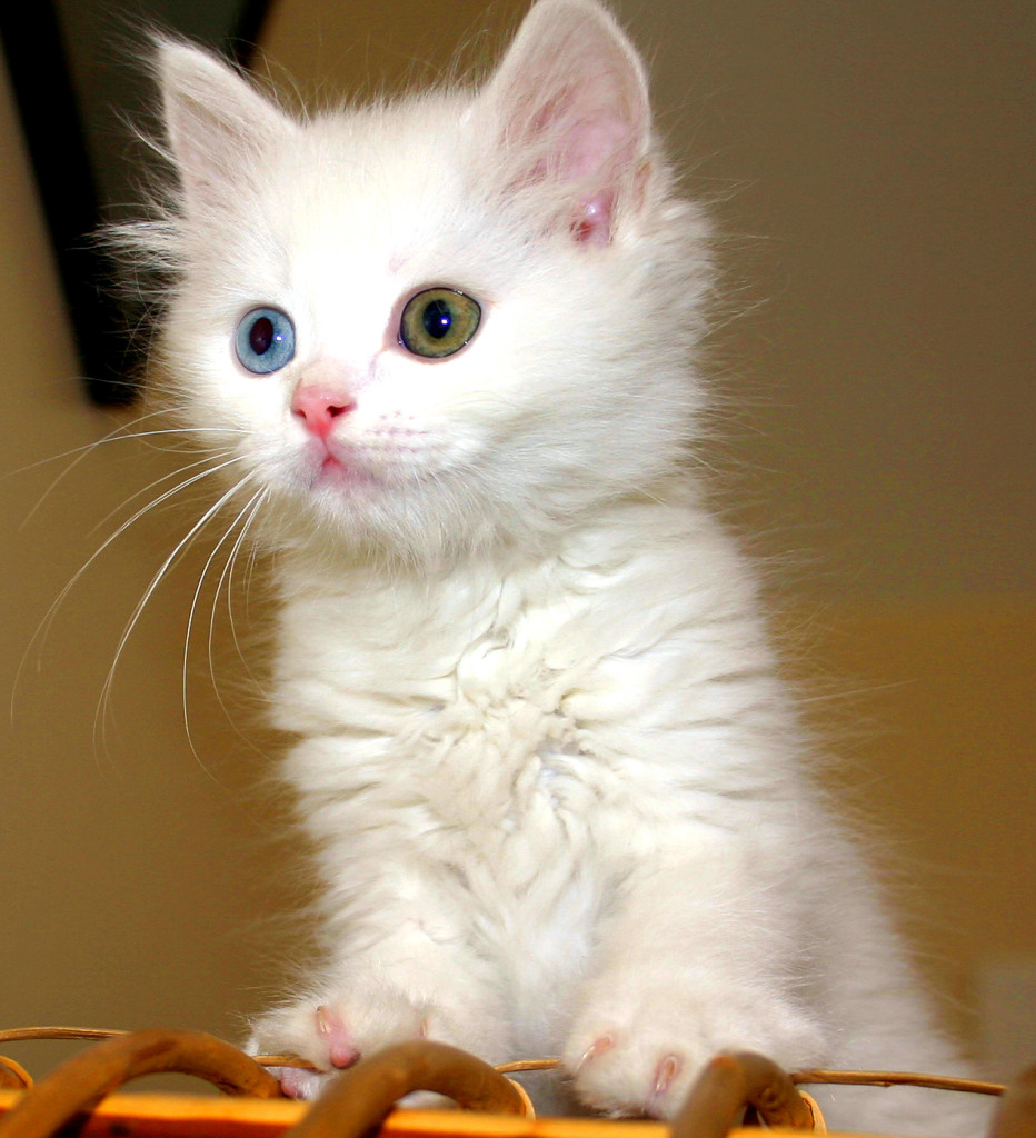 Turkish_Van_Cat