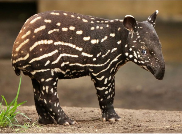 baby_tapir