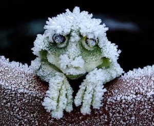 cold_tolerant_wood_frog_300
