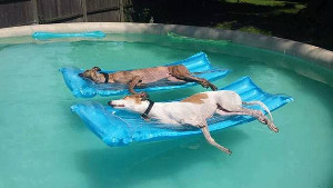dogs_in_pool_300