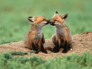 foxes_300